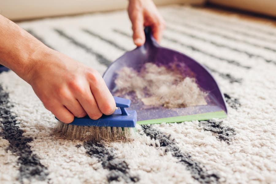 Cleaning carpet from cat hair with brush