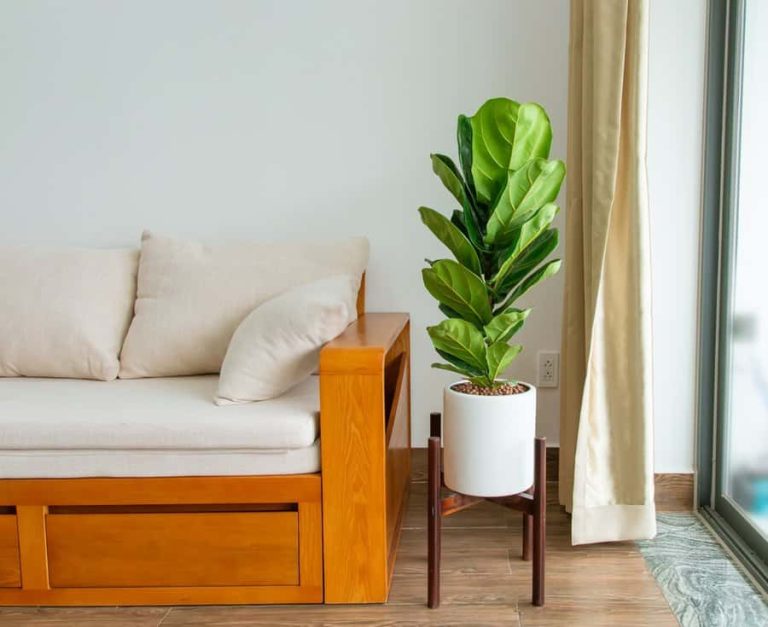 13 Best Plants for Brightening Up Your Living Room - Trendey - Brightening Living Room With Plants