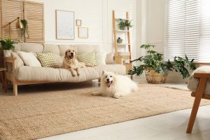 pet-friendly living room