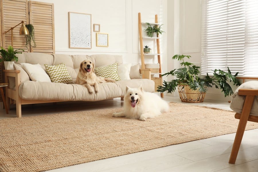 How to Design a Pet-Friendly Living Room