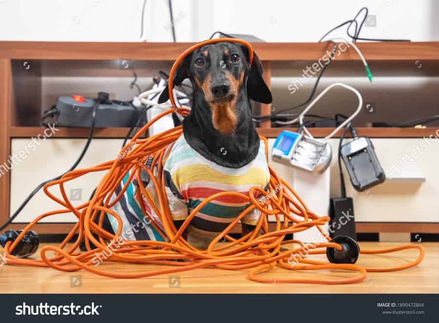 aughty dachshund was left at home alone and made a mess dog in striped t shirt scattered and tore