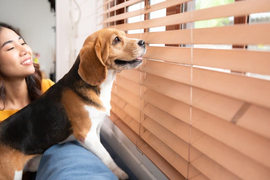 dog looking out the window