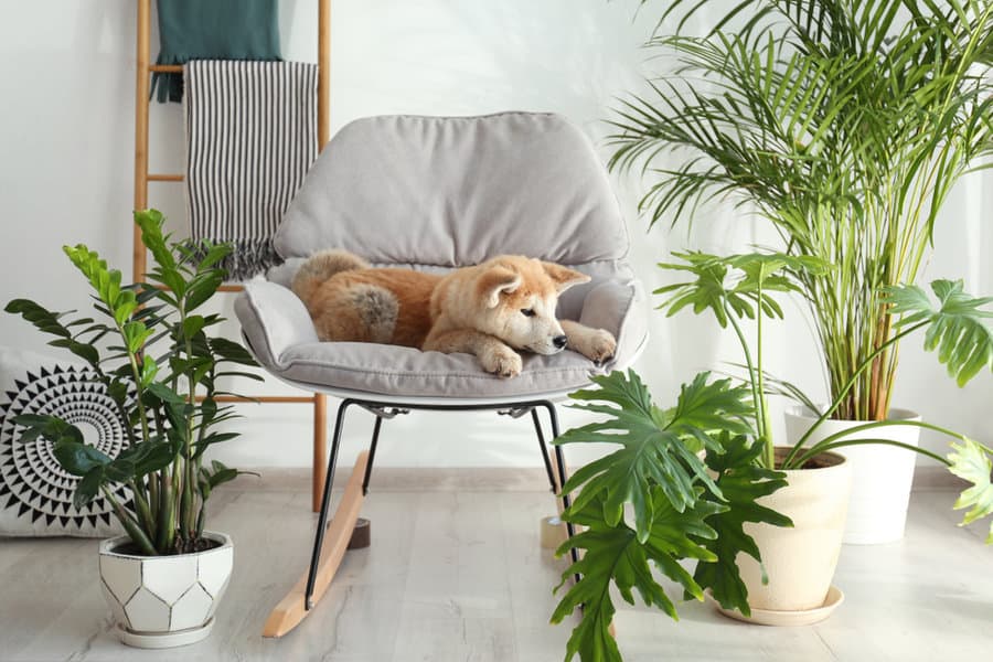 dog sitting on a chair with plants around