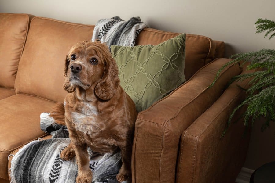 dog sitting on a sofa with a protective throw