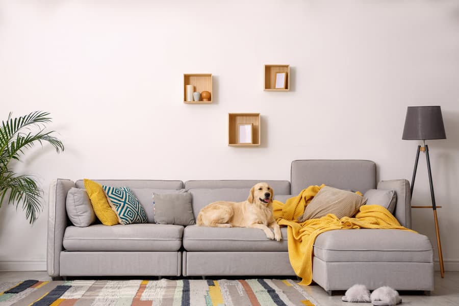 dog sitting on a sturdy sofa