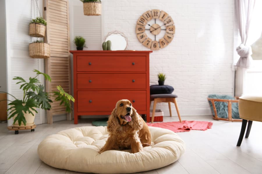 dog sitting on cushion in a living room