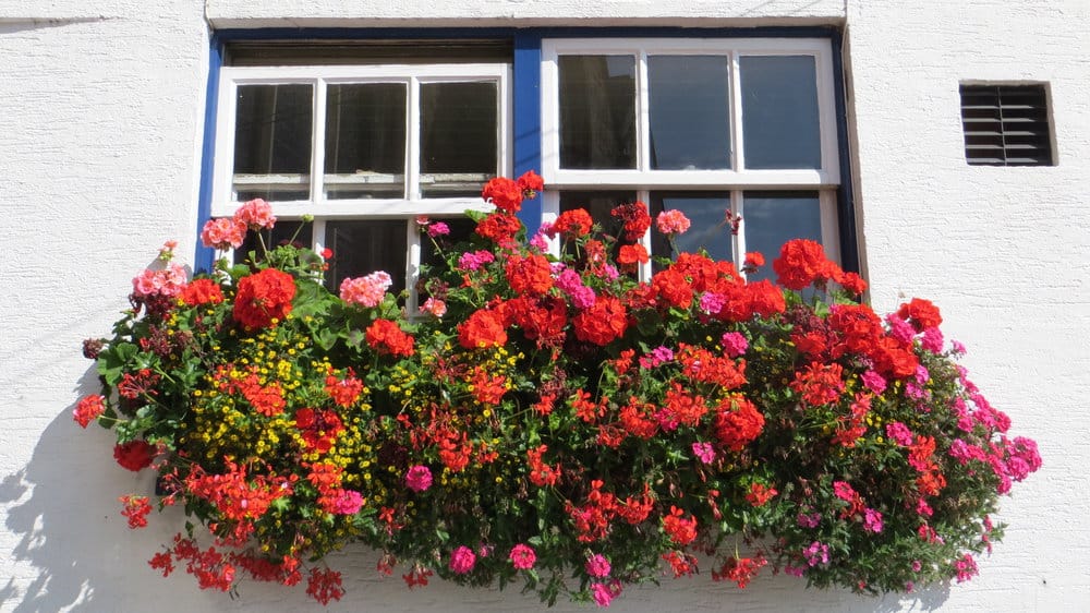 Colorful Geraniums in Window