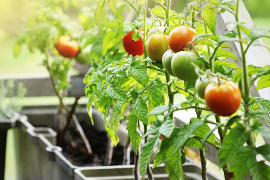 Container vegetable garden with tomatoes