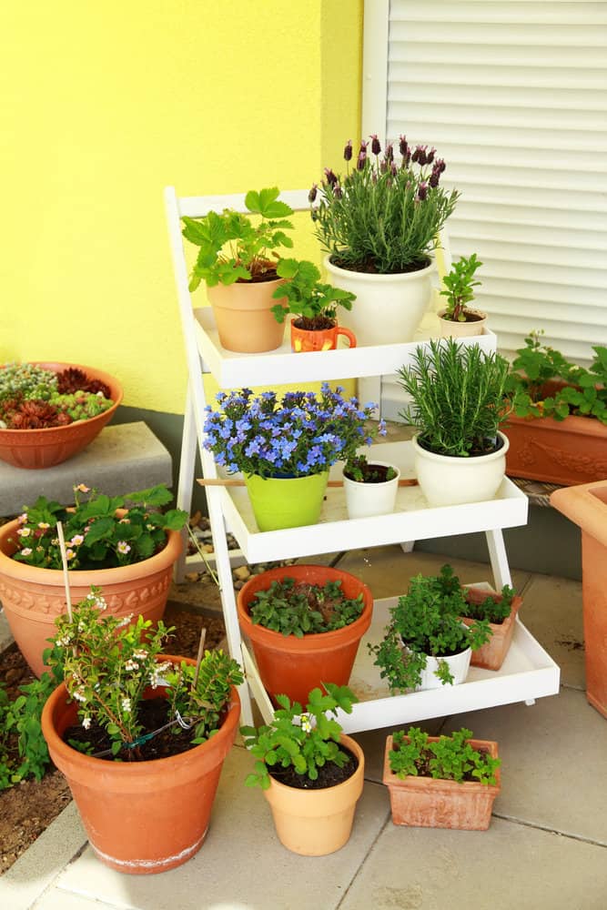 Ladder plant stand