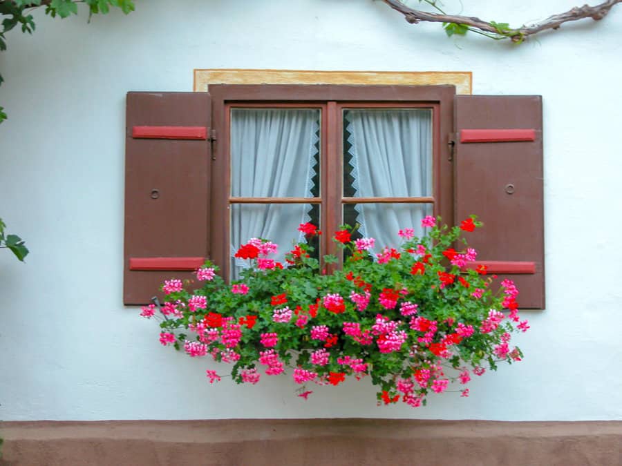 Pink Geraniums in Window
