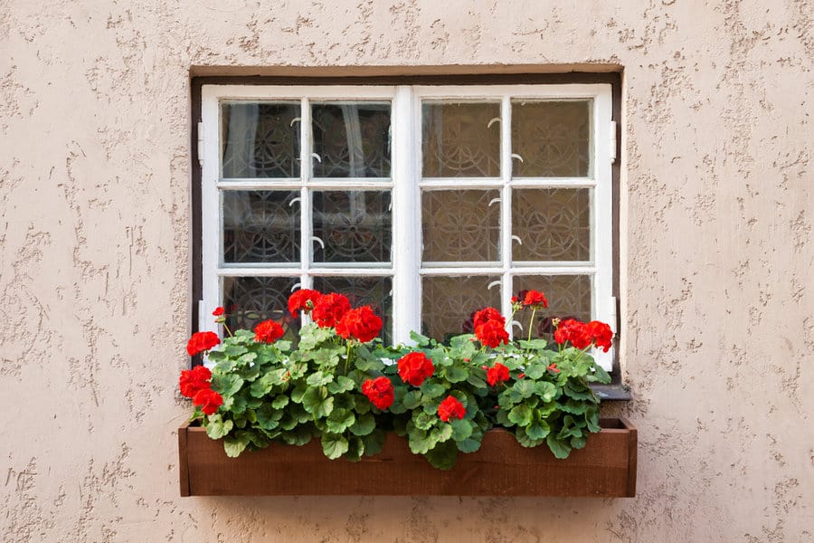 Red Geraniums in Window