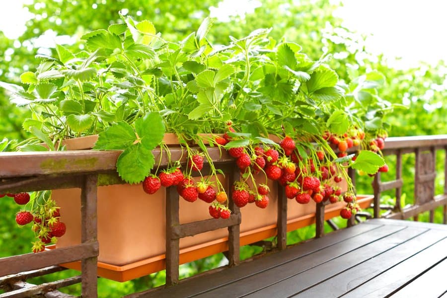 Red strawberries in a balcony railing planter