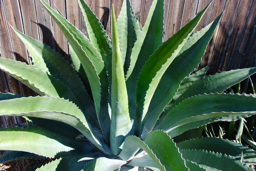 Bright green agave cactus 