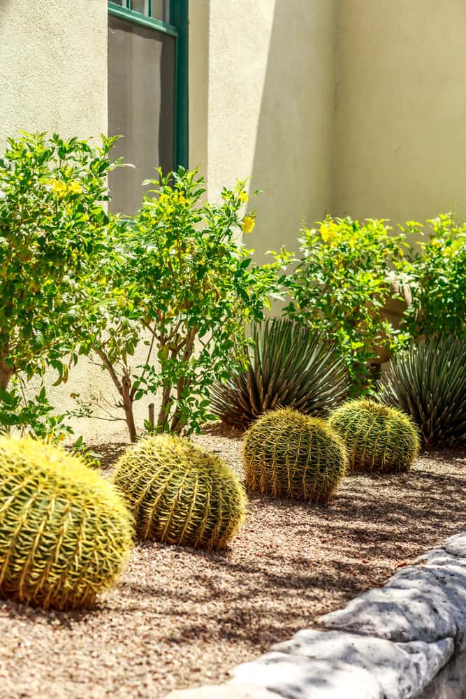 Desert landscaping with barrel cactus