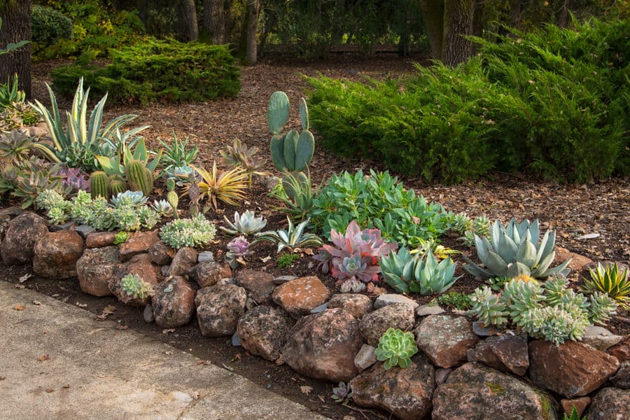 Drought resistant gardening using succulents