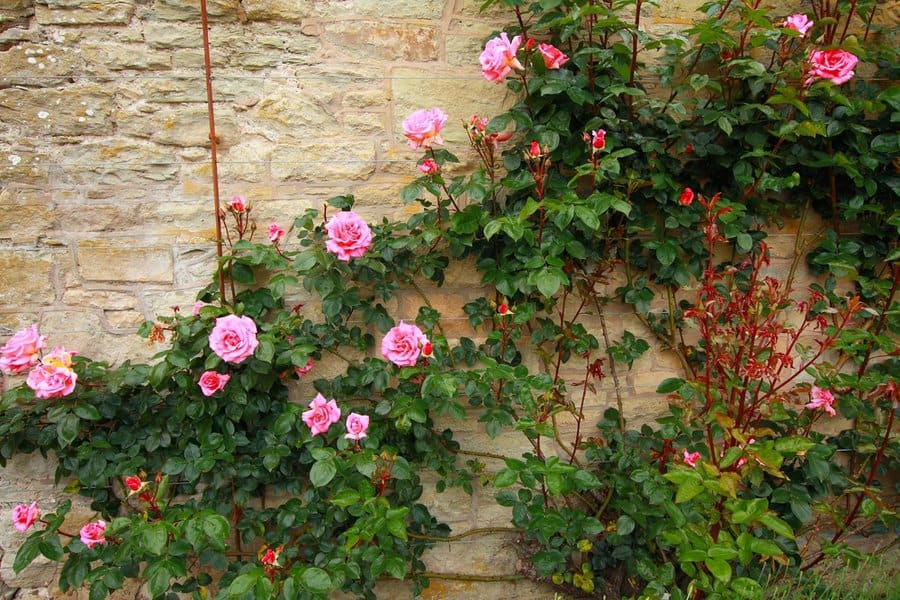 Pink climbing roses on the wall