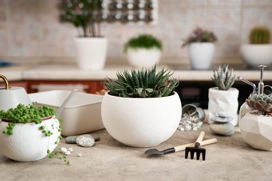 White ceramic pots