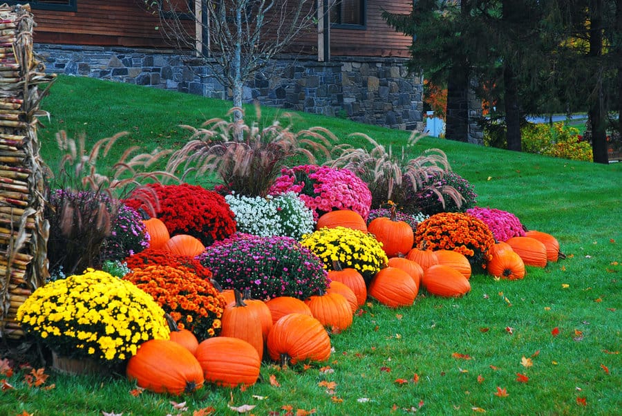 Front yard with pumpkins