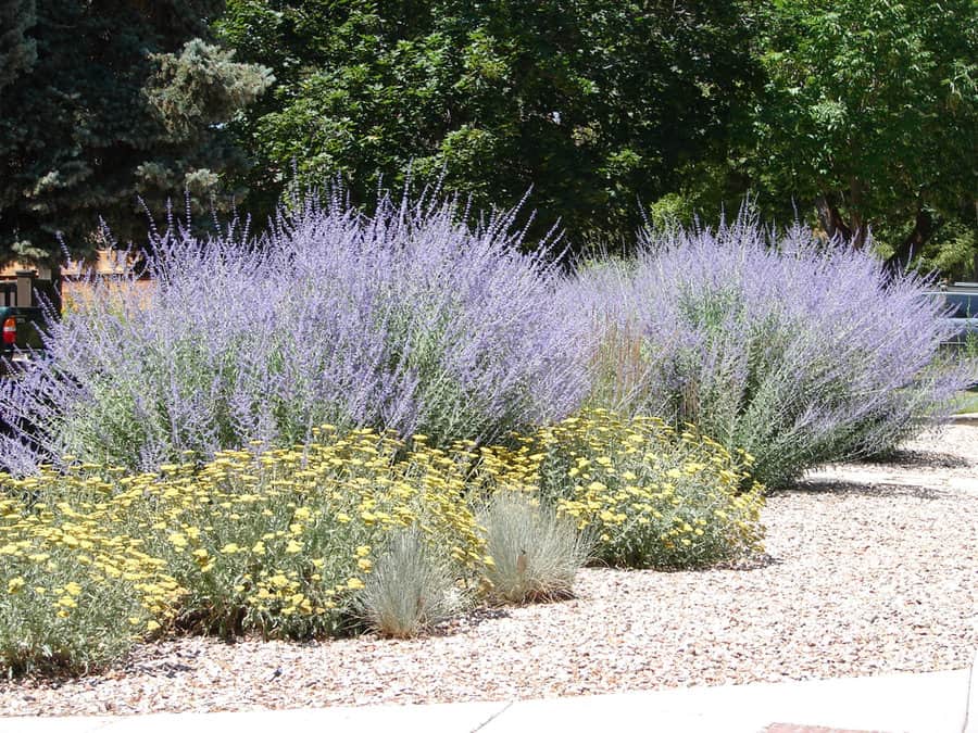Xeriscape landscape with russian sage and yarrow