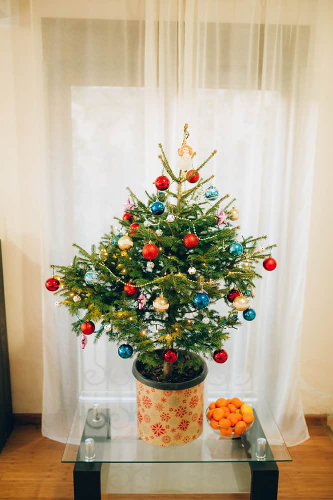 Slim Christmas tree in living area