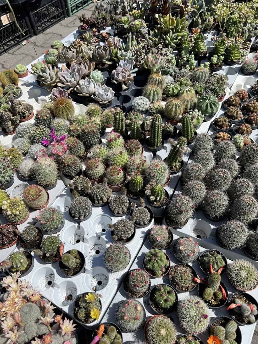Diverse Cactus and Succulent Display