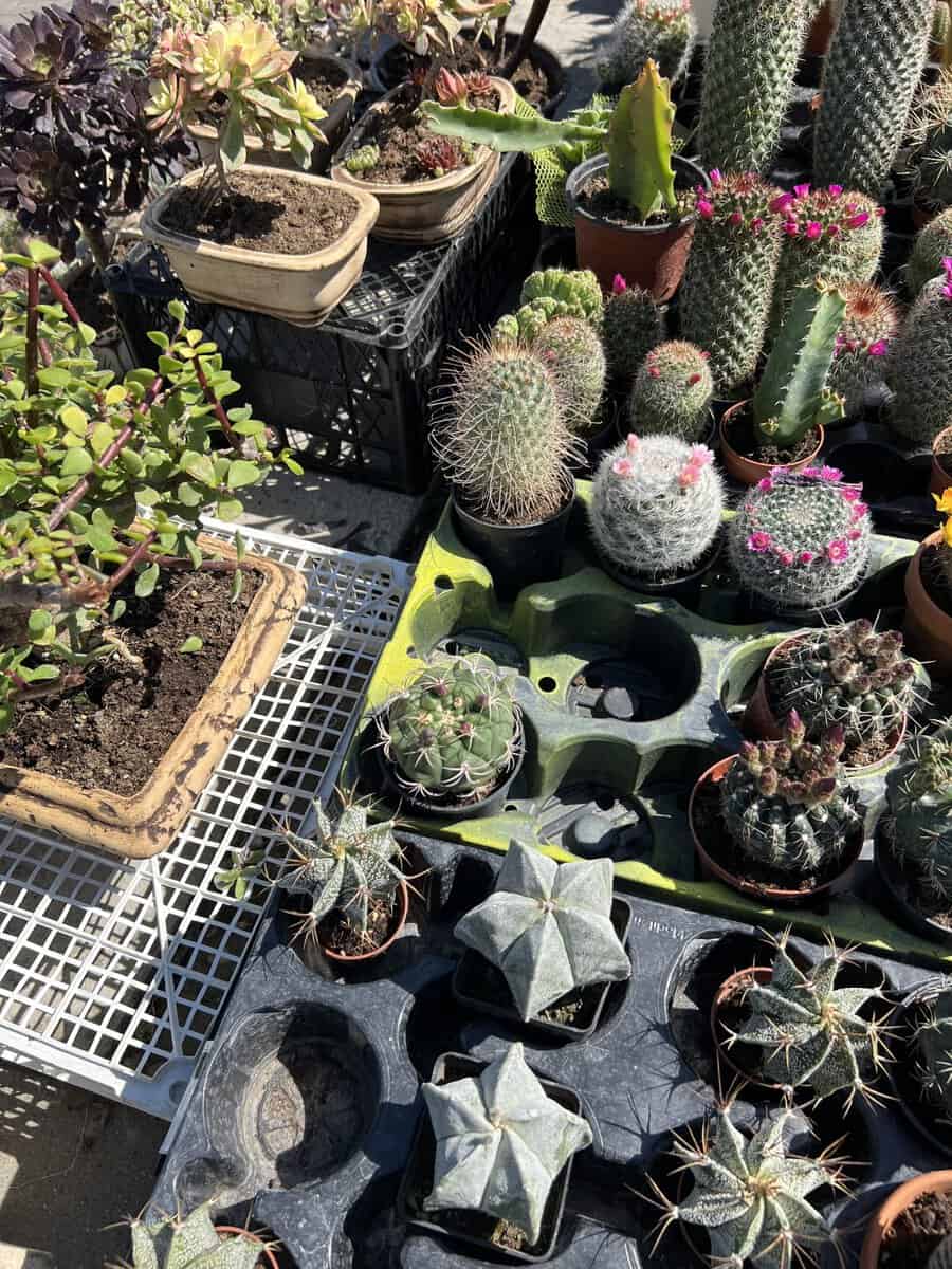 Cactus and Succulent Collection