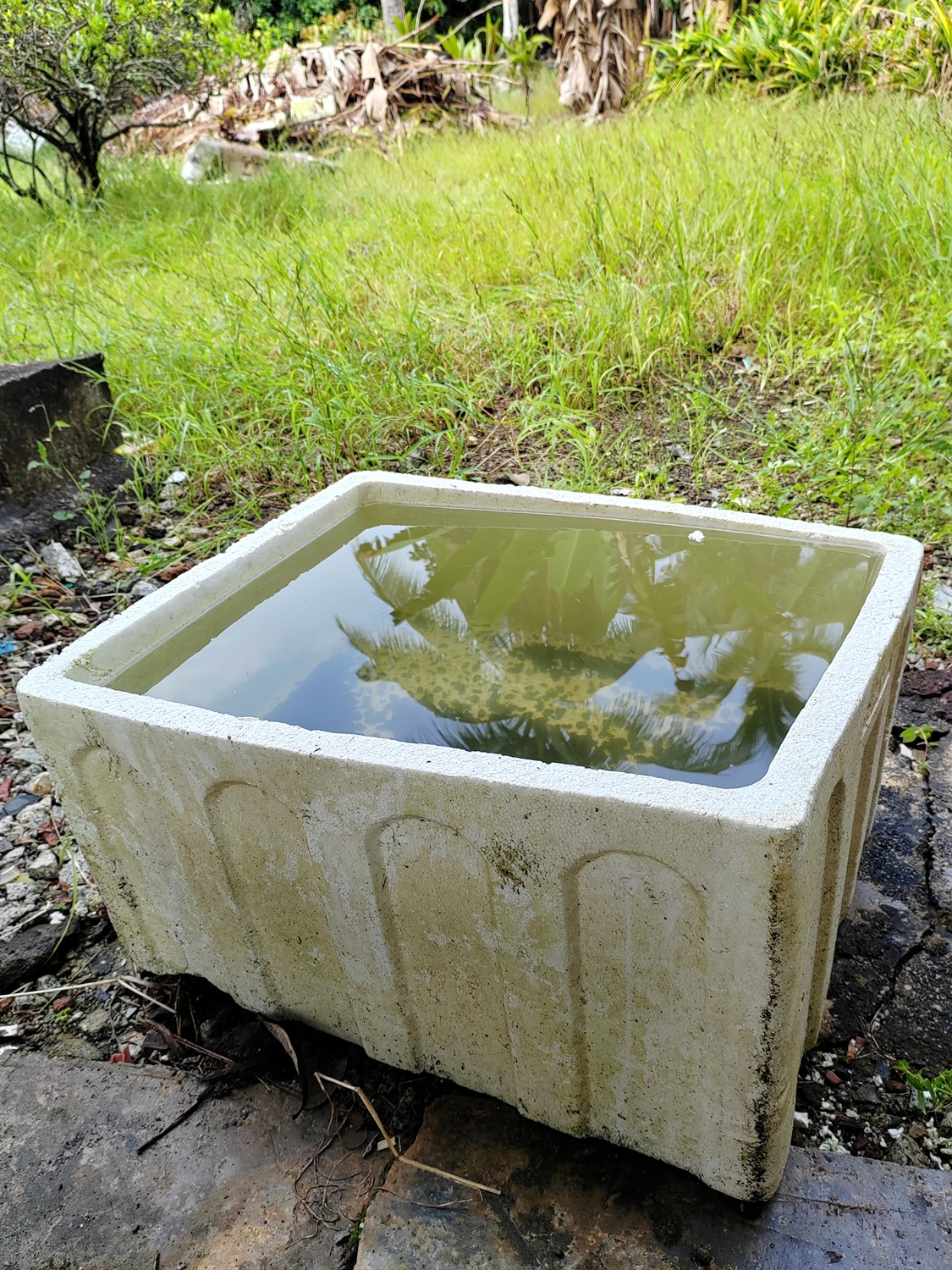 A rectangular concrete container filled with stagnant water sits outdoors on a grassy area, reflecting nearby plants and trees in its surface.