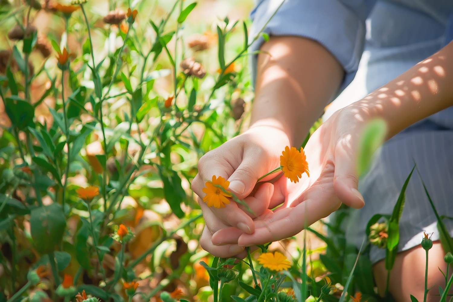 A person gently holds a small orange flower in their hands while kneeling among green plants and other flowers in a sunlit garden.