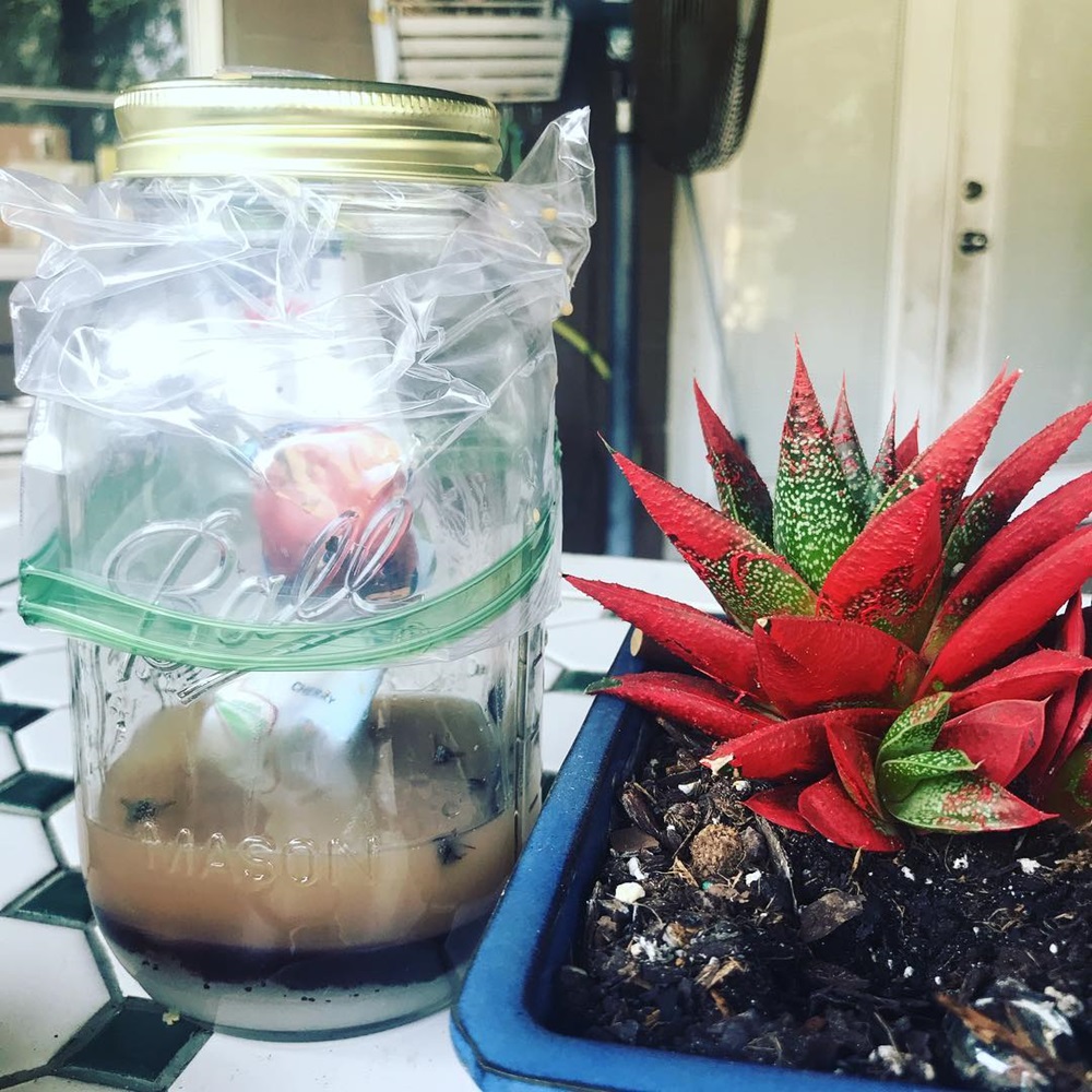 A DIY fruit fly trap in a mason jar with a plastic cover sits on a hex-tiled surface beside a red-green succulent in a blue pot.