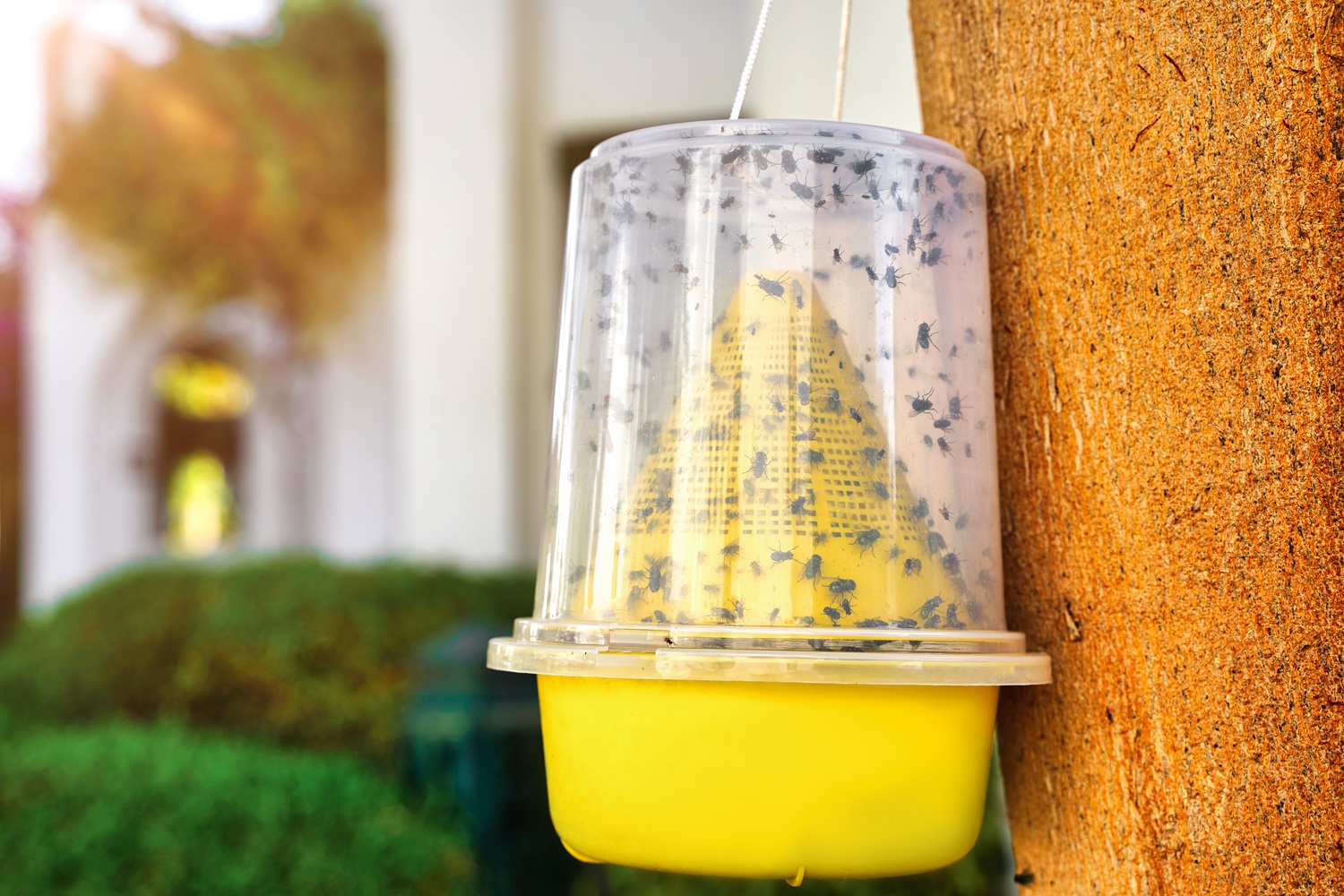 A yellow outdoor fly trap filled with numerous trapped flies hangs on a tree, with greenery and a white building blurred in the background.