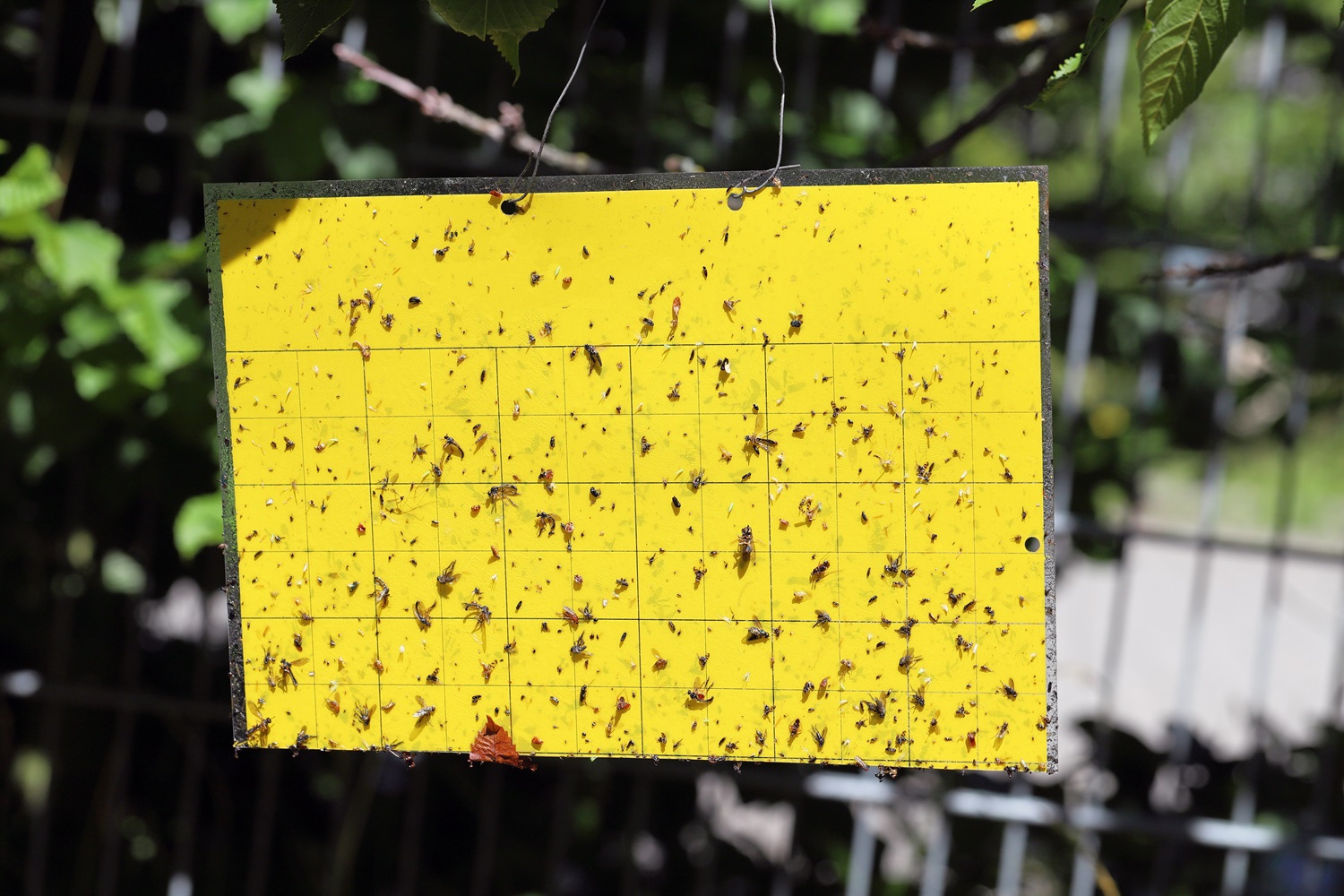 A yellow adhesive trap card hanging outdoors, covered with various captured insects against a blurred green and wire fence background.