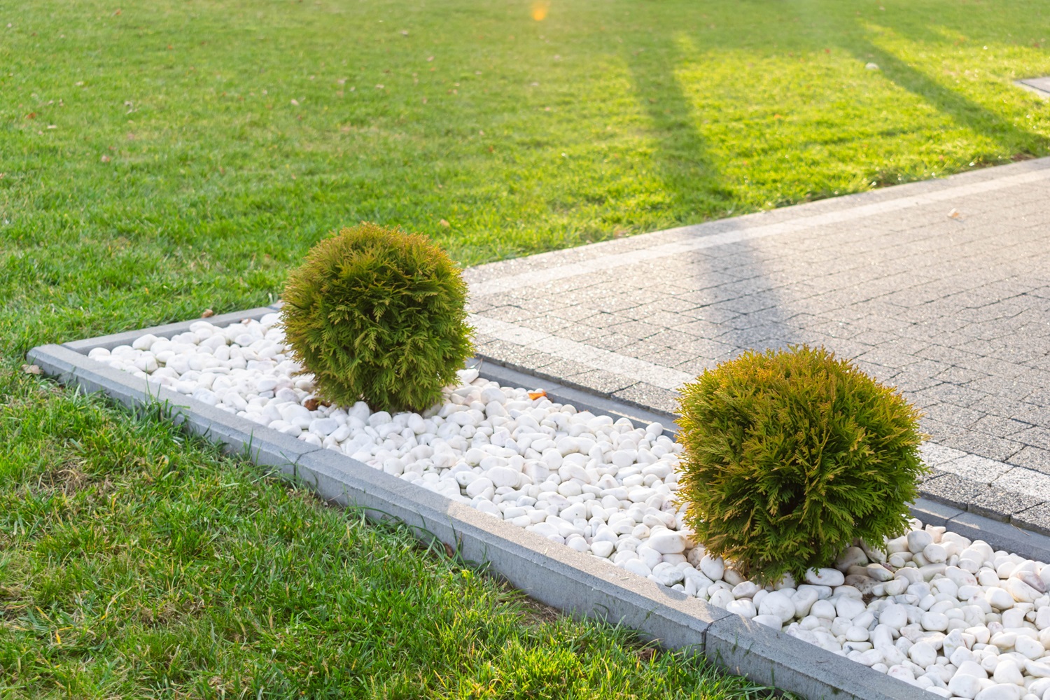 Two round bushes in a garden bed with white pebbles and a stone pathway