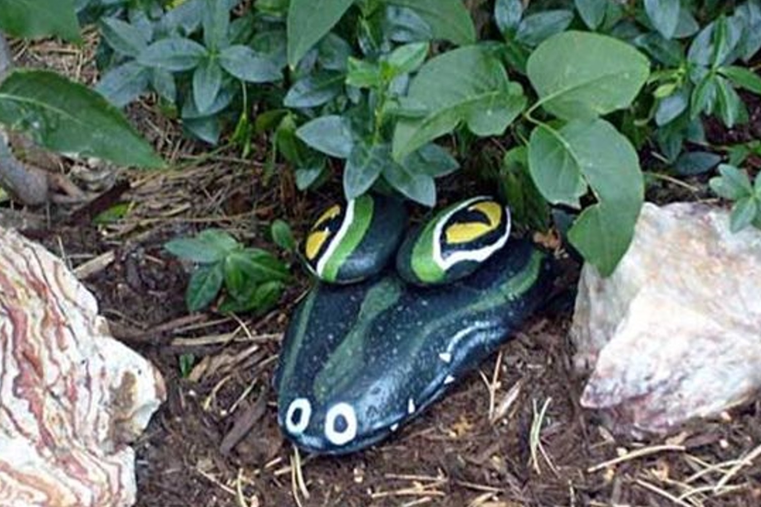 Painted rocks resembling a alligator head nestled among green foliage and two large stones