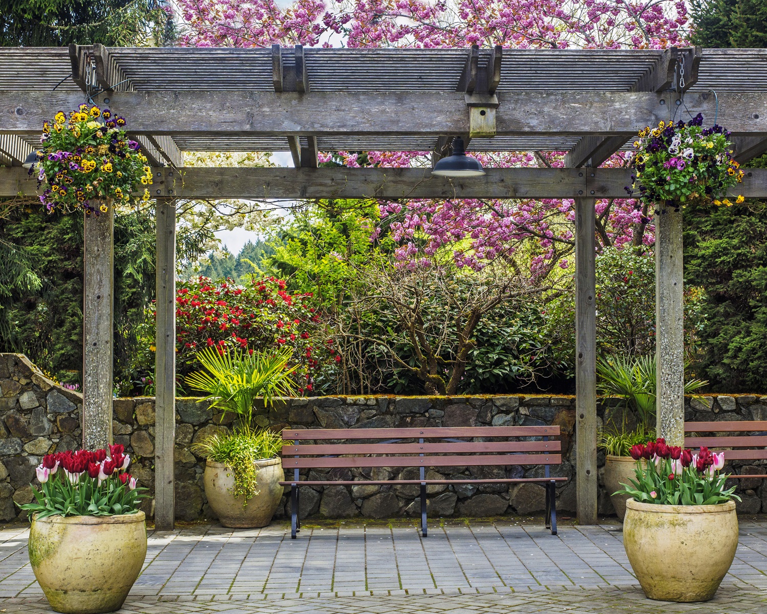 Wooden pergola with bench, hanging flowers, and stone pots with tulips in a garden