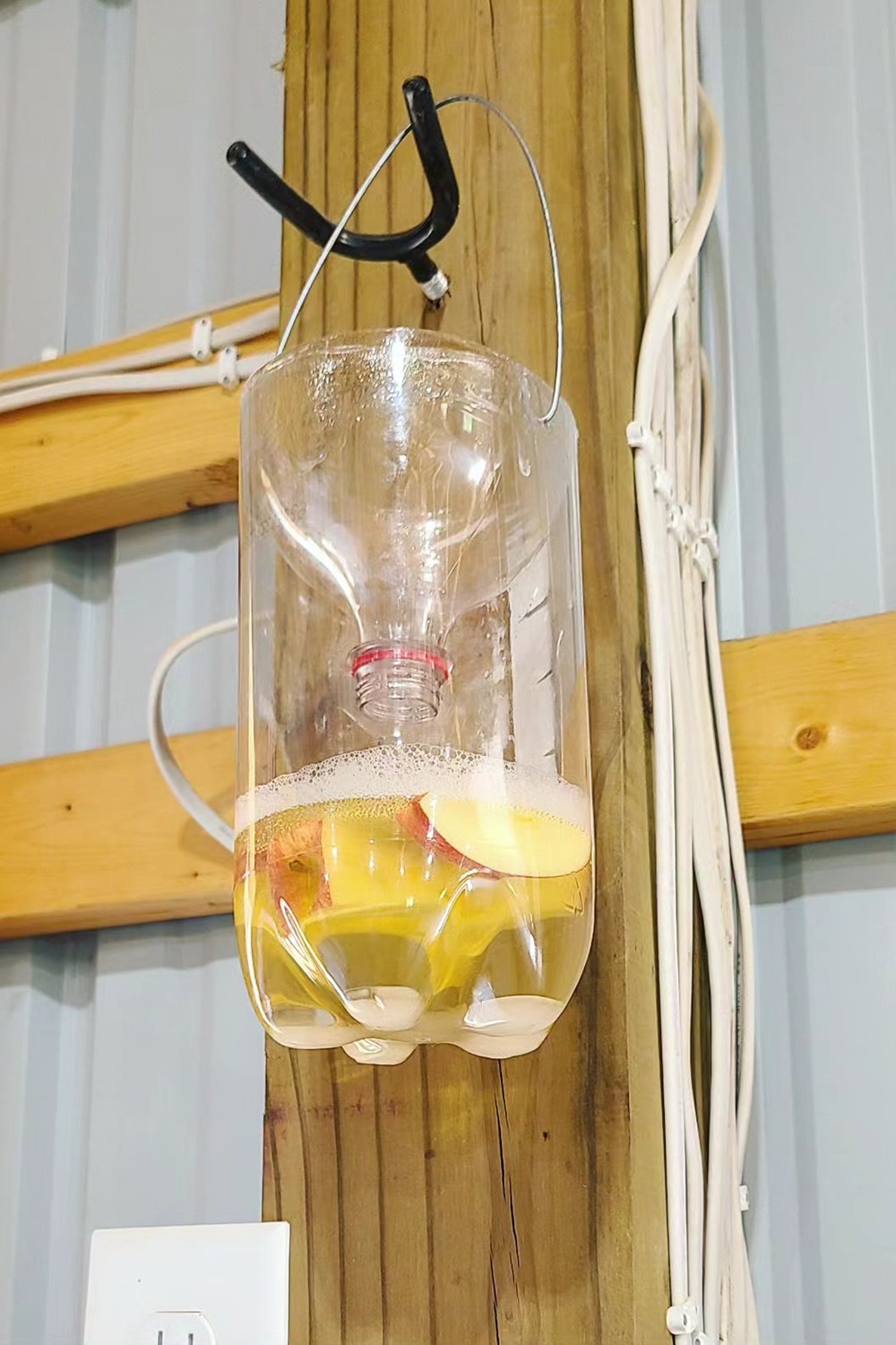 A homemade fruit fly trap made from a cut plastic bottle with peach slices inside is hung on a wooden post with surrounding electric wires visible.