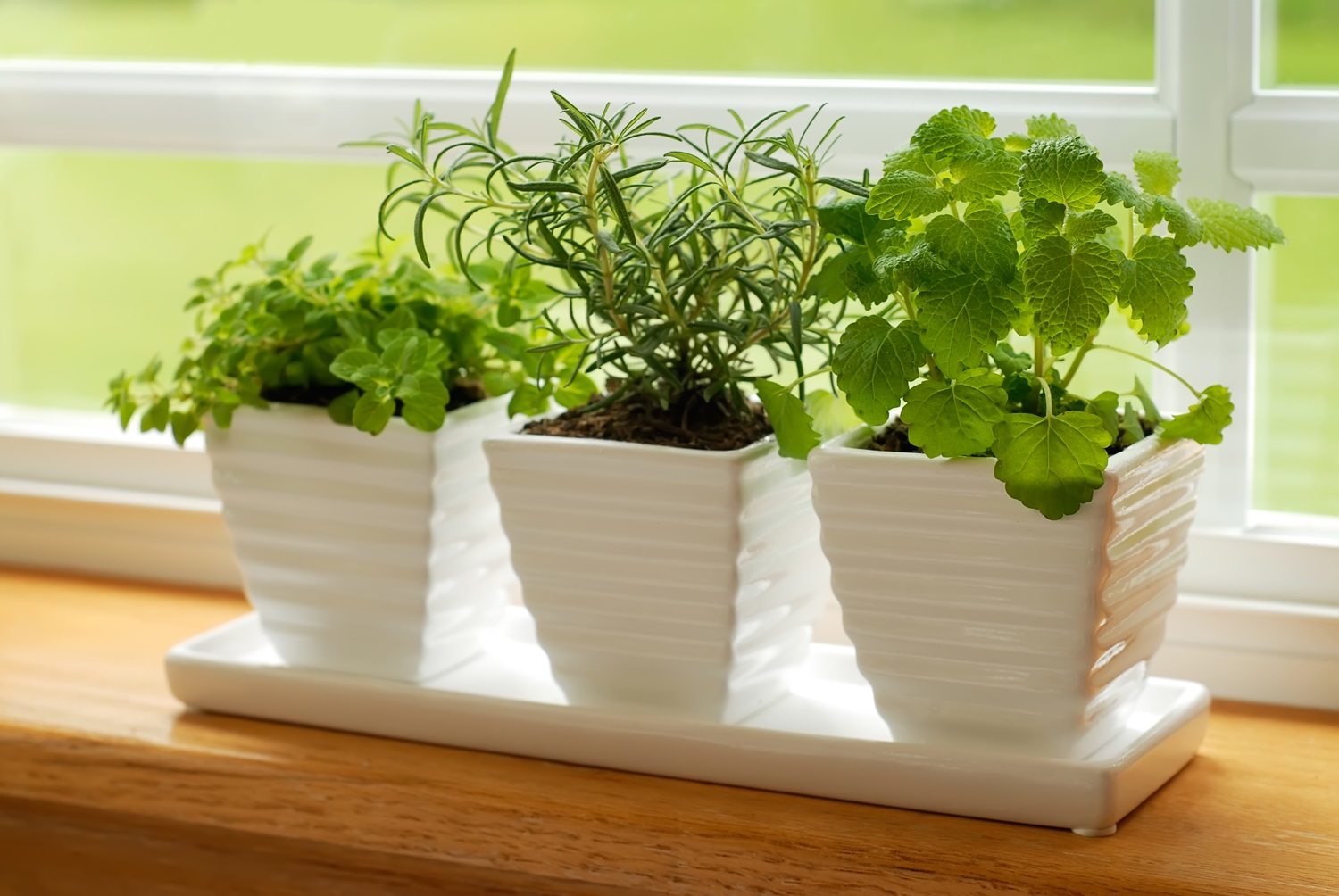 Three potted herbs on a windowsill in white pots with green foliage against a window