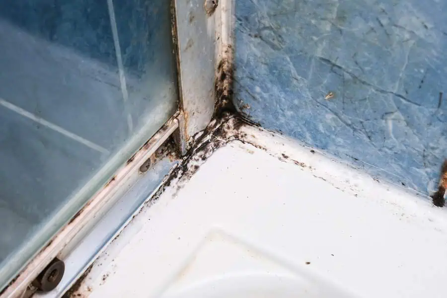 Close-up of black mold growing in the corner of a shower