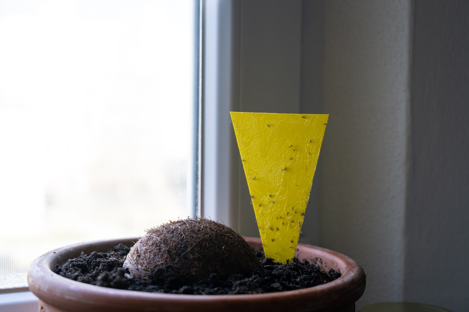 A yellow sticky trap with gnats in a potted plant beside a window