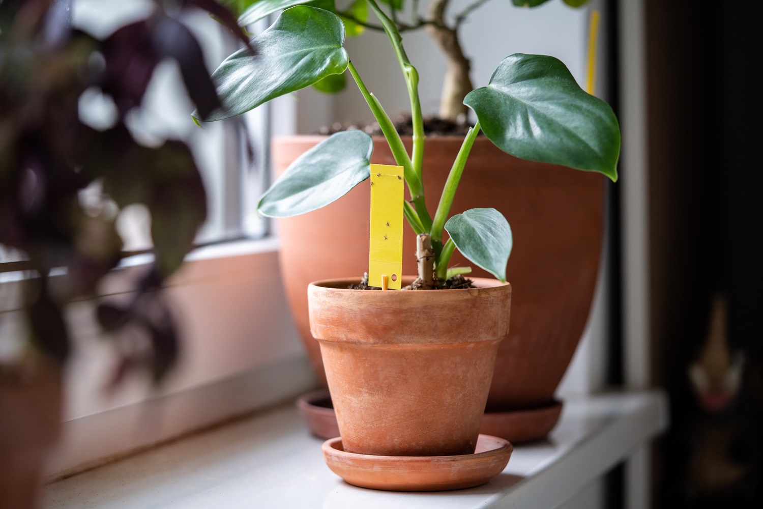 Potted plant with large green leaves on a windowsill with Sticky Trap for Flies