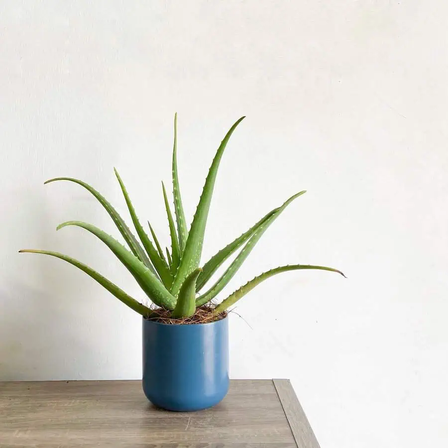 Aloe vera plant in a blue pot placed on a wooden surface against a neutral wall.