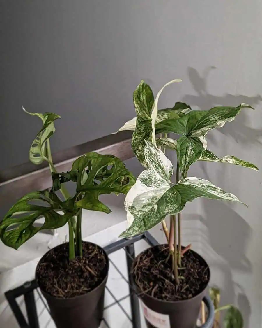 Variegated arrowhead plant and Monstera in black pots on a metal shelf indoors.