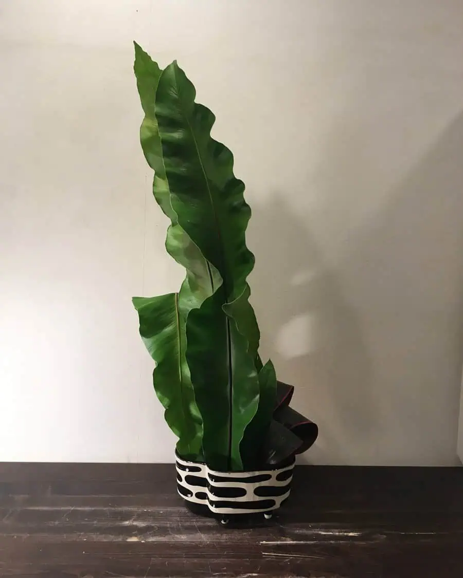 Bird's nest fern in a decorative black and white planter on a dark wooden surface.