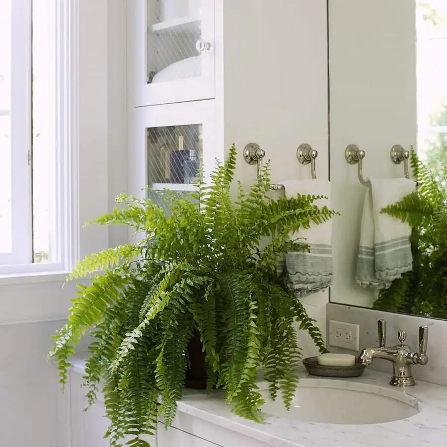 Bright bathroom vanity with a lush Boston fern beside the sink and reflective mirror.