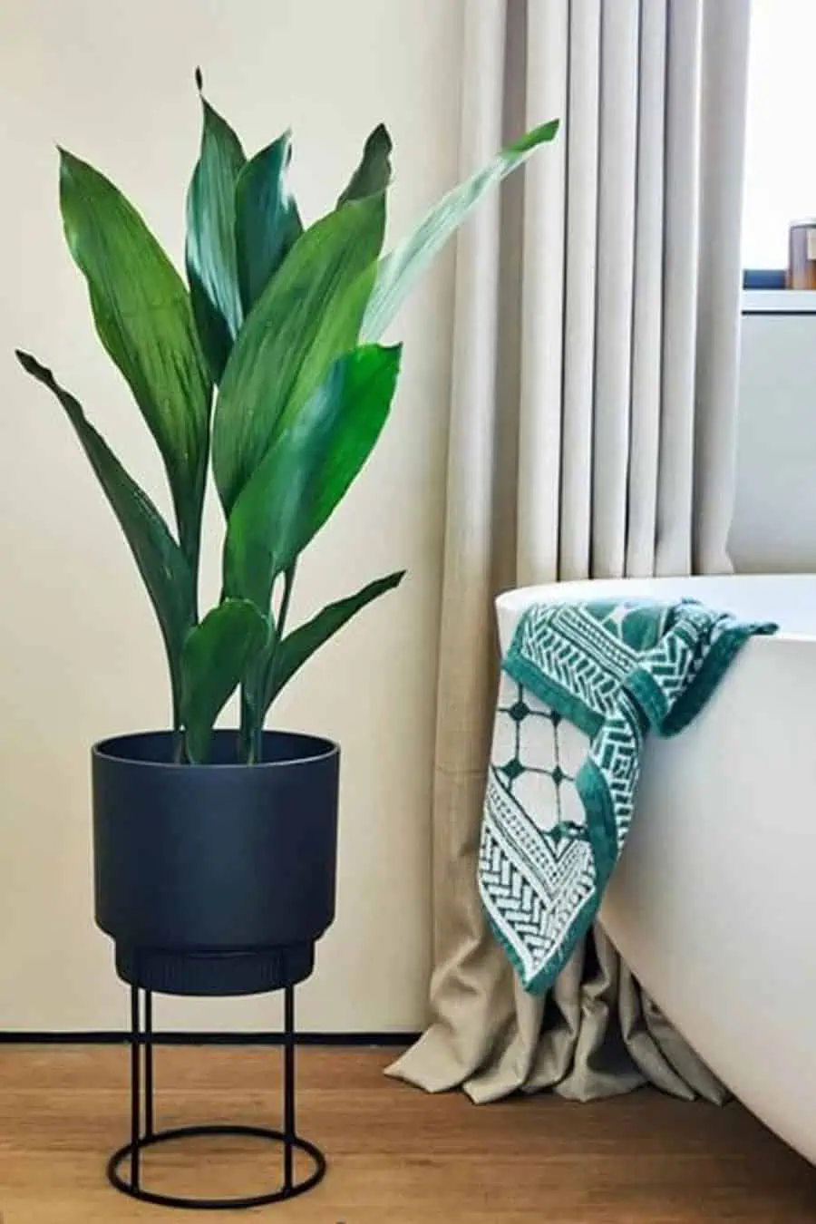 Modern bathroom with a cast iron plant in a black planter beside a white freestanding tub.