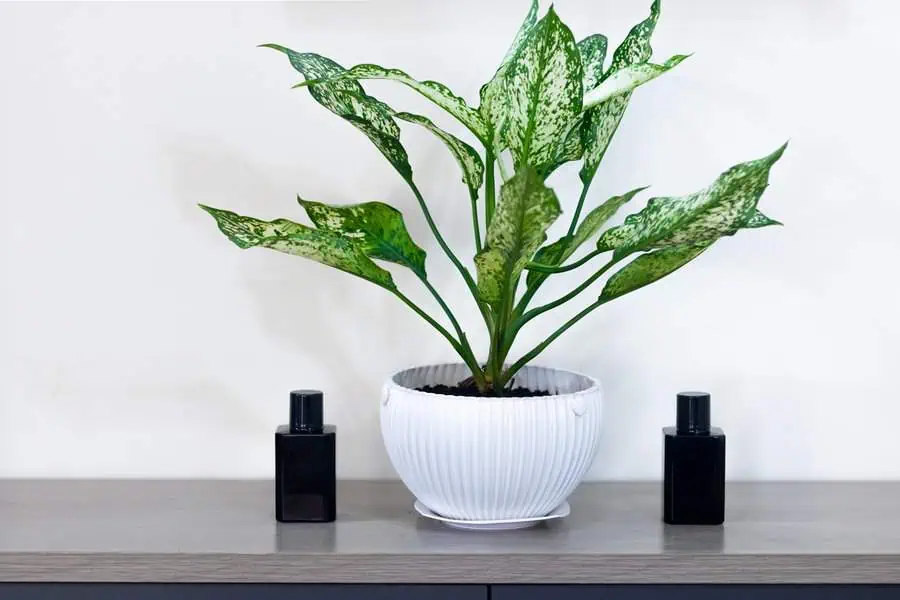 Chinese evergreen plant in a white ceramic pot on a countertop with two black perfume bottles.