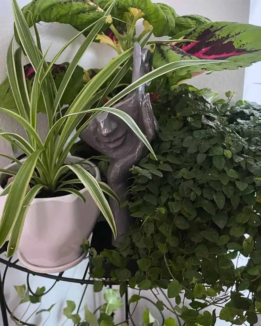 Collection of houseplants including a creeping fig, spider plant, and other greenery in white pots, arranged around a decorative face sculpture.