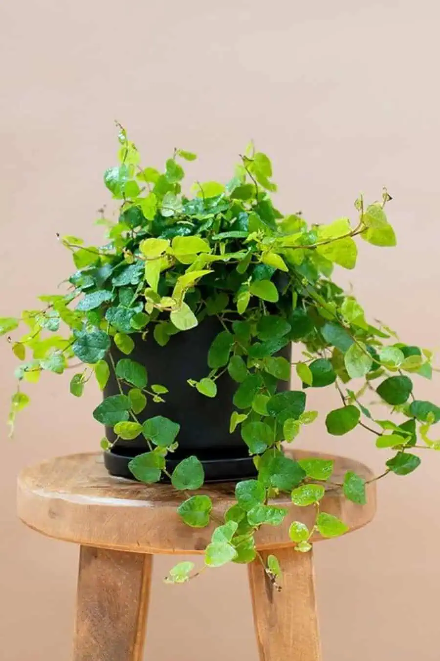 Creeping fig plant in a black pot on a wooden stool, with trailing vines.