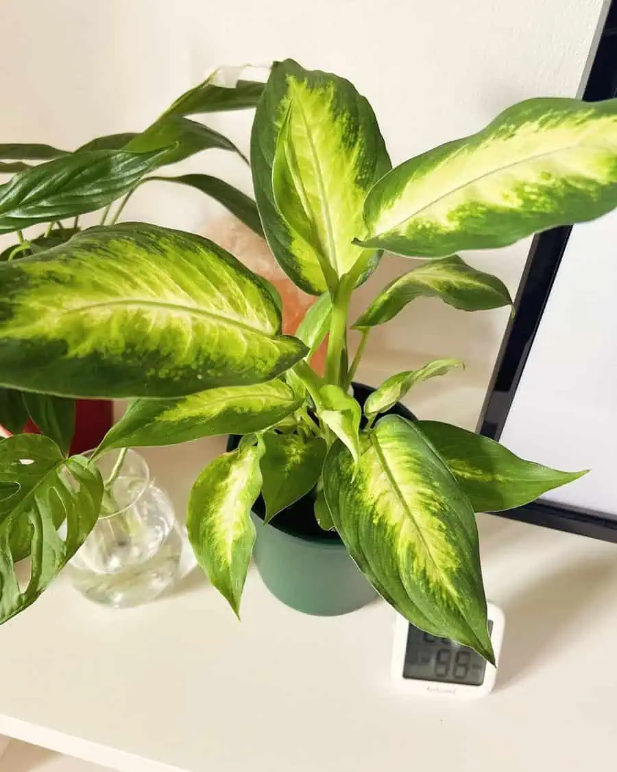 Dieffenbachia plant with bright green and yellow leaves in a small pot on a white shelf.