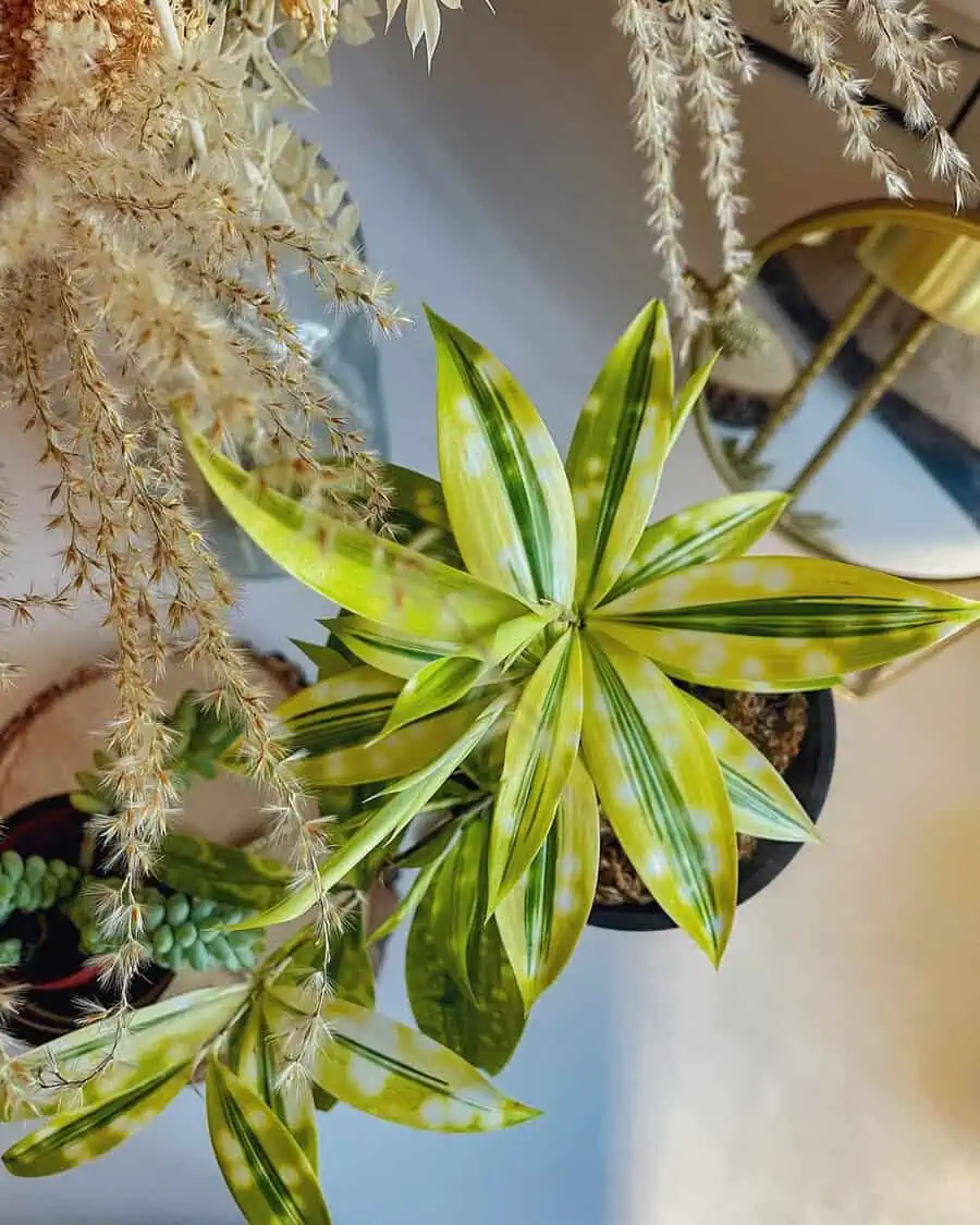 Dracaena plant with vibrant green leaves surrounded by dried flowers in a soft-lit setting.