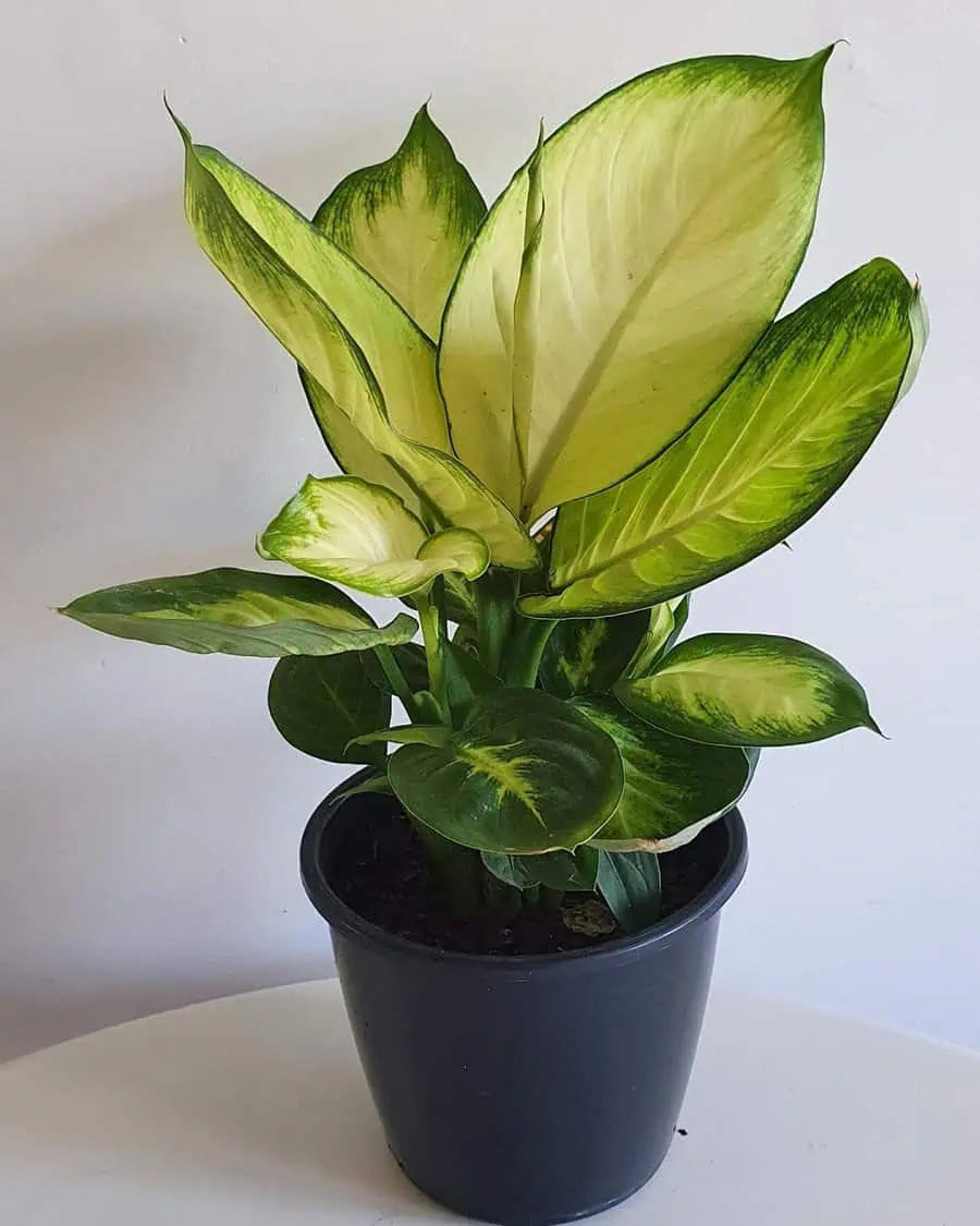 Dumb cane plant with large variegated leaves in a black pot placed on a white table.